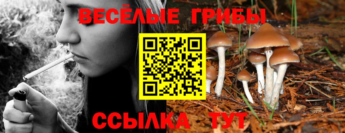 Галлюциногенные грибы Cubensis Аша